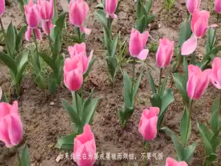 越南網紅EricaHand(E妹)tiao蛋閱讀黑絲_