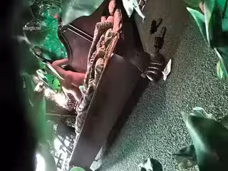 《全新360稀缺㊙️精選》熱帶雨林房真實欣賞數對激情男女滾床單亮點多多✅角色反轉女操男四眼哥最後衝刺真牛逼給力08-23_1_1