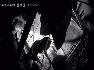 2022-4-25 新台解密漁網房偷拍鍋蓋頭小哥和高顏值美女炮友開房兩天干到腿軟了