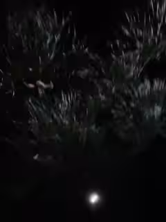 顏值人妖深夜戶外露出路邊椅子上口交深喉，戶外刺激很快繳槍第04集