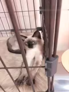 豐滿身材巨乳妹子女僕雙人啪啪口-交足交射完一次自慰一番~再來一發很是誘惑喜歡不要錯過