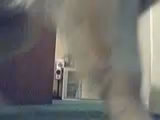 可愛的義大利青少年在她的房間裡和她的拉布拉多犬吻了一下