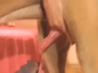 人類和動物-瘋狂動物城的狗狗棒極了資源多多,等著你欣賞