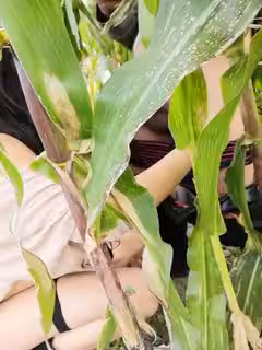 和村裡蕩婦玉米地里偷情