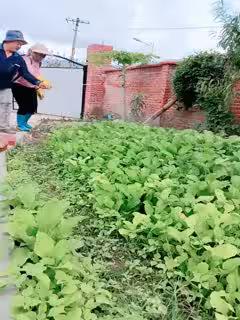 ✿戶外搭訕✿牛人大哥鄉下獵艷勾搭菜地里打藥的大嬸軟磨硬泡迷糊中就被500塊套路肏穴纏綿肉體席地而戰第01集