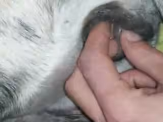 人類和動物-歐美娘妹和狗性交資源多多,等著你欣賞