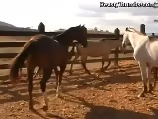 人類和動物-馬性資源多多,等著你欣賞