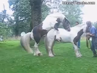 人類和動物-Horse資源多多,等著你欣賞
