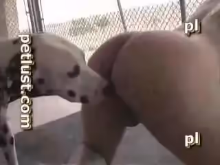獸獸系列熱情的小母狗,不要錯過，精彩片段