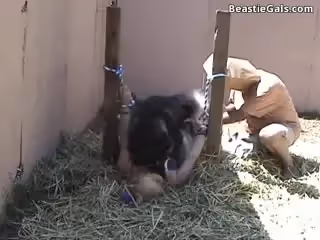 獸獸系列小黑狗的性愛玩具,不要錯過，精彩片段