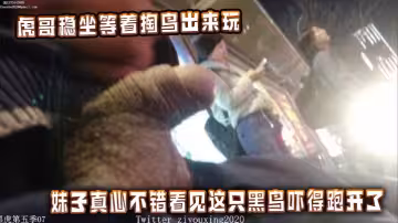 公交車站美女很多，虎哥穩坐等著掏鳥出來玩，妹子真心不錯看見這隻黑鳥嚇得跑開了