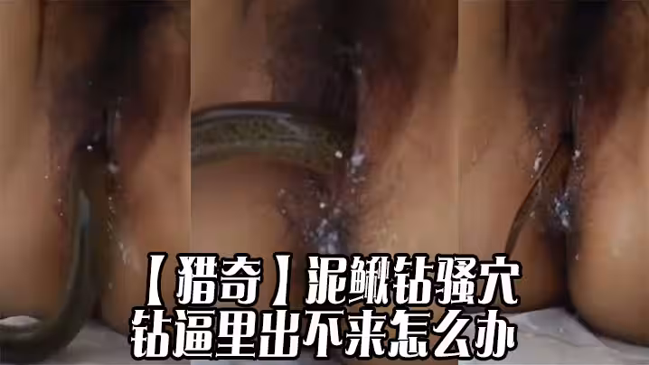 【獵奇】泥鰍鑽騷穴，鑽逼里出不來怎麼辦
