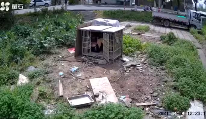 【人狗情未了】2021年4月4日 監控視頻流出，你玷污狗就算了進入還早泄！