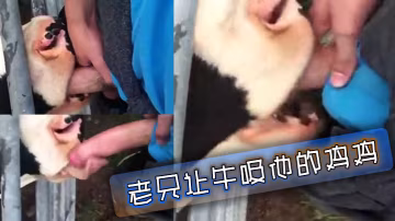 老兄讓牛吸他的雞雞