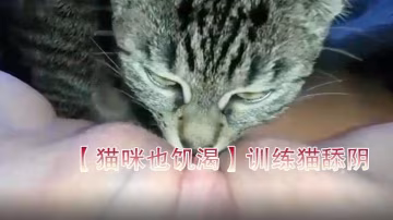 貓咪也饑渴訓練貓舔陰