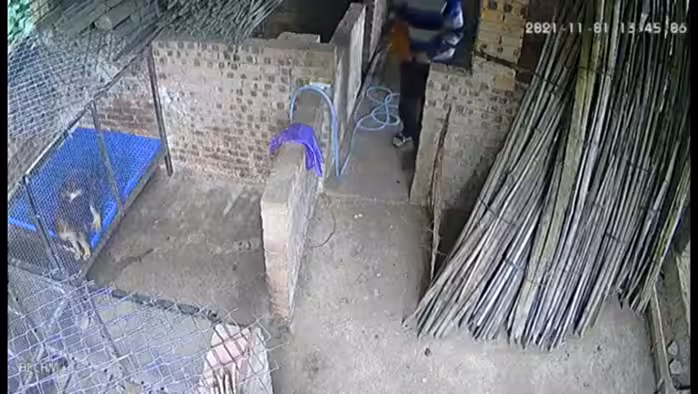 【獨家爆料】媳婦不如「雞」？趁著媳婦看電視「奸雞給狗看」艹的「雞」嗷嗷叫！