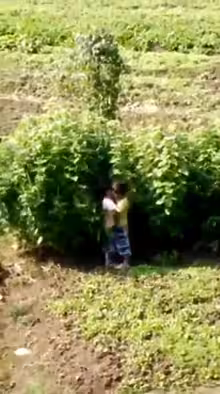 【兩小無猜】本想路邊上廁所，沒想到一抬頭菜地里看到這一幕