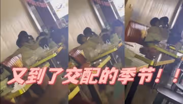 又到了交配的季節