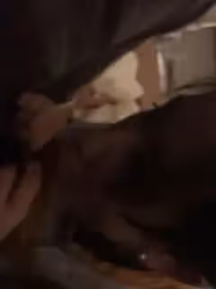 女友愛口交大肉棒