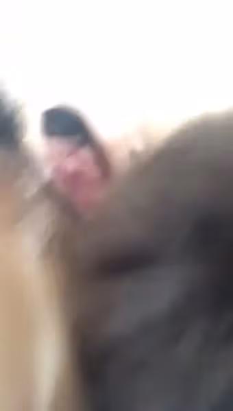 泰迪就這樣被帶壞了