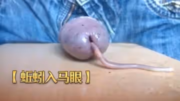【蚯蚓入馬眼】奇特重口味虐雞 再打飛機射出來