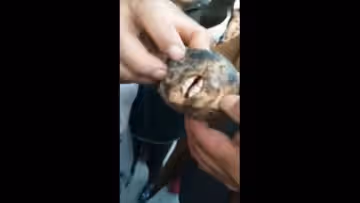 有嘴有牙的肉靈芝？..