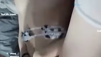 推特極品女神yinqiqiqi私拍福利，牛奶裝絕美叫聲