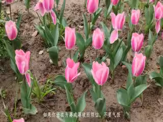 户外跳蛋阅读
