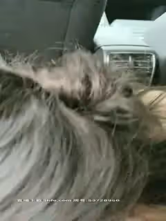 美美的白嫩肌膚的妹子和男友開車摸奶子內褲都沒穿還是無毛小逼深喉吃雞巴操翻陰唇精液流出