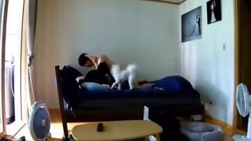 大白天新婚不久的年輕夫妻激情啪啪嬌妻身材太性感了被搞的銷魂淫叫一對狗狗觀戰!