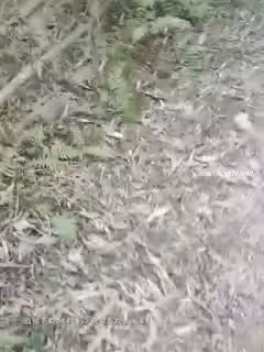 中國男子娶越南小老婆 鄉下老婆特水靈 顏值高還聽話 荒郊小樹林野戰 站著啪啪